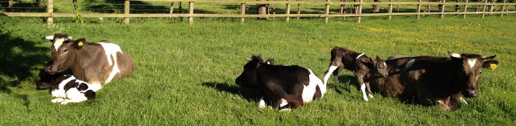 Rosedean Shetland Cattle