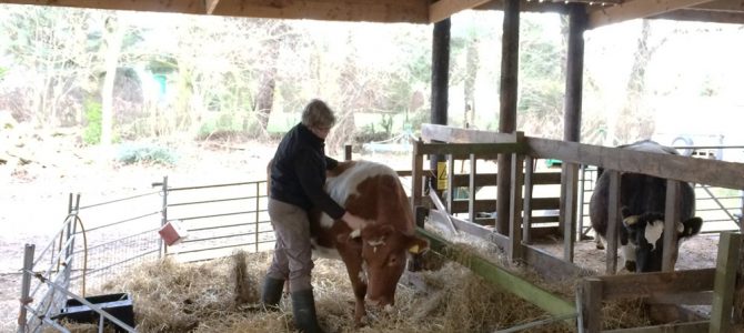 Steers dosed / Brushing cows