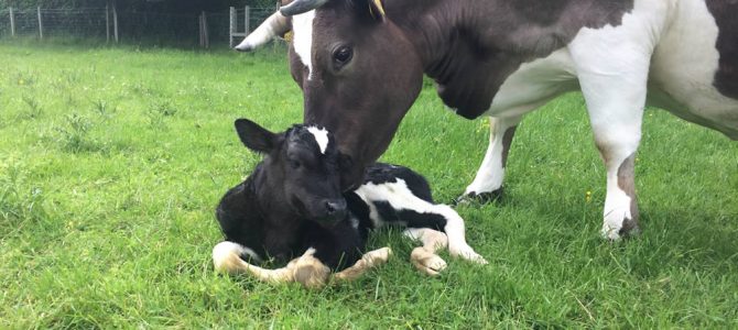Paddy – new Shetland bull calf