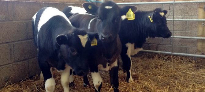 Milking / A2 gene testing / Herd reduction